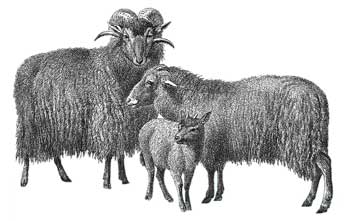 German Grey Heath (Graue Gehörnte Heidschnucke): long-haired, short-tailed sheep